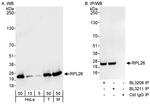 RPL26 Antibody in Western Blot (WB)
