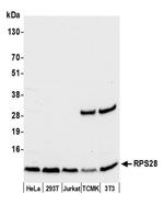 RPS28/Ribosomal Protein S28 Antibody in Western Blot (WB)