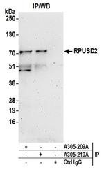 RPUSD2 Antibody in Western Blot (WB)