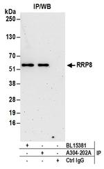 RRP8 Antibody in Immunoprecipitation (IP)