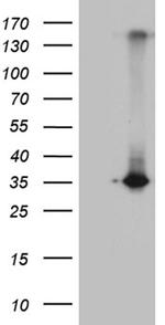 RWDD3 Antibody in Western Blot (WB)