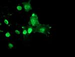 RYBP Antibody in Immunocytochemistry (ICC/IF)