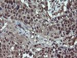 RYBP Antibody in Immunohistochemistry (Paraffin) (IHC (P))