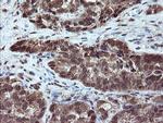 RYBP Antibody in Immunohistochemistry (Paraffin) (IHC (P))