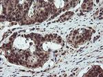 RYBP Antibody in Immunohistochemistry (Paraffin) (IHC (P))