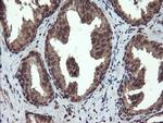 RYBP Antibody in Immunohistochemistry (Paraffin) (IHC (P))