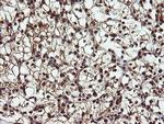 RYBP Antibody in Immunohistochemistry (Paraffin) (IHC (P))