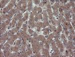 RYBP Antibody in Immunohistochemistry (Paraffin) (IHC (P))