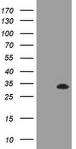 RYBP Antibody in Western Blot (WB)