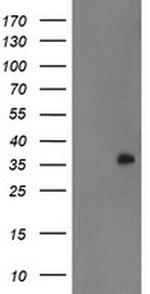 RYBP Antibody in Western Blot (WB)