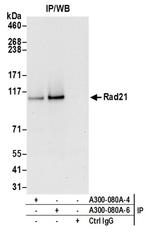 Rad21 Antibody in Western Blot (WB)