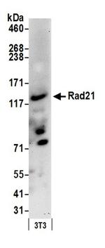 Rad21 Antibody in Western Blot (WB)