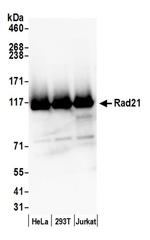 Rad21 Antibody in Western Blot (WB)