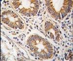 AHCY Antibody in Immunohistochemistry (IHC)