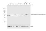 Chicken IgY (H+L) Secondary Antibody in Western Blot (WB)