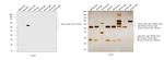 Chicken IgY (H+L) Secondary Antibody in Western Blot (WB)