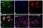 Human IgG (H+L) Cross-Adsorbed Secondary Antibody in Immunocytochemistry (ICC/IF)