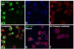 Human IgG (H+L) Cross-Adsorbed Secondary Antibody in Immunocytochemistry (ICC/IF)