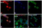 Human IgG (H+L) Cross-Adsorbed Secondary Antibody in Immunocytochemistry (ICC/IF)