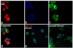 Human IgG (H+L) Cross-Adsorbed Secondary Antibody in Immunocytochemistry (ICC/IF)