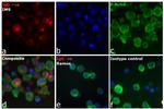 Human IgG (H+L) Cross-Adsorbed Secondary Antibody in Immunocytochemistry (ICC/IF)