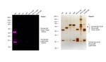 Human IgG (H+L) Cross-Adsorbed Secondary Antibody in Western Blot (WB)