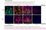 Human IgG Fc Cross-Adsorbed Secondary Antibody