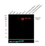 Human IgG Fc Cross-Adsorbed Secondary Antibody