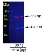 Mouse IgG (H+L) Cross-Adsorbed Secondary Antibody in Western Blot (WB)