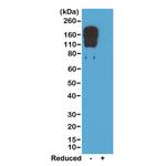 Mouse IgG2c Secondary Antibody in Western Blot (WB)