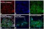 Mouse IgG (H+L) Secondary Antibody in Immunocytochemistry (ICC/IF)