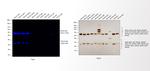 Mouse IgG (H+L) Secondary Antibody in Western Blot (WB)