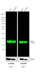 Mouse IgG (H+L) Secondary Antibody in Western Blot (WB)