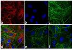 Rat IgG (H+L) Cross-Adsorbed Secondary Antibody in Immunocytochemistry (ICC/IF)