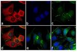 Mouse IgG (H+L) Cross-Adsorbed Secondary Antibody in Immunocytochemistry (ICC/IF)