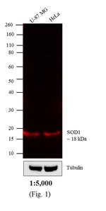 Mouse IgG (H+L) Cross-Adsorbed Secondary Antibody in Western Blot (WB)