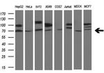 SAMHD1 Antibody in Western Blot (WB)