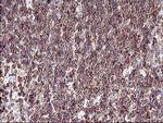 SCAMP2 Antibody in Immunohistochemistry (Paraffin) (IHC (P))