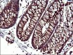 SCAMP2 Antibody in Immunohistochemistry (Paraffin) (IHC (P))