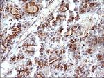 SCAMP2 Antibody in Immunohistochemistry (Paraffin) (IHC (P))