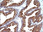 SCAMP2 Antibody in Immunohistochemistry (Paraffin) (IHC (P))