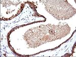 SCAMP2 Antibody in Immunohistochemistry (Paraffin) (IHC (P))