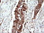 SCAMP2 Antibody in Immunohistochemistry (Paraffin) (IHC (P))