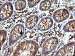 SCAMP2 Antibody in Immunohistochemistry (Paraffin) (IHC (P))