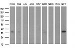 SCAMP2 Antibody in Western Blot (WB)