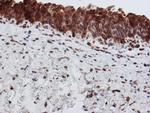 SCFD1 Antibody in Immunohistochemistry (Paraffin) (IHC (P))