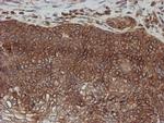 SCFD1 Antibody in Immunohistochemistry (Paraffin) (IHC (P))