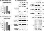 SDHA Antibody in Western Blot (WB)