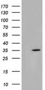 SDR9C7 Antibody in Western Blot (WB)