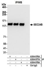 SEC24B Antibody in Western Blot (WB)